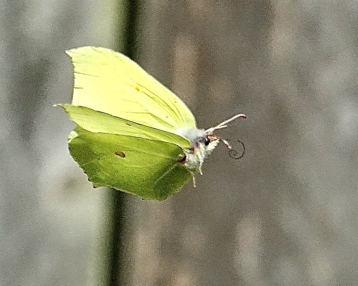 brimstone
